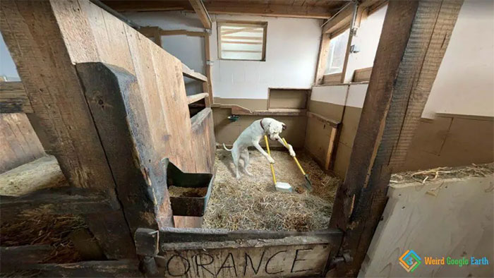 "Working Dog". Location: Fenning-Siedlung, Austria