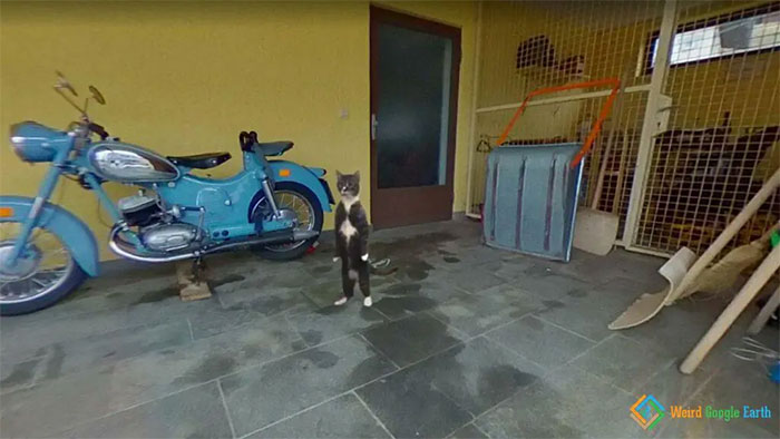 Cat standing on hind legs in a garage with a blue vintage motorcycle, one of the most amusing moments captured by Google Maps