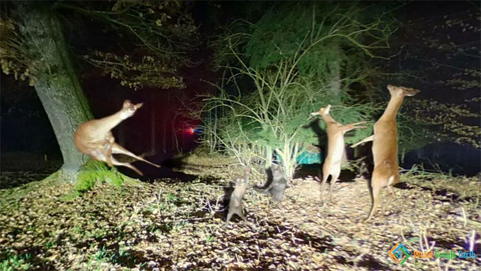 Group of deer captured in unusual positions at night in a forest, showing amusing and ridiculous moments on Google Maps.