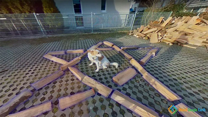 Dog sitting inside a star shape made of wooden planks on a paved surface, one of the amusing moments captured by Google Maps