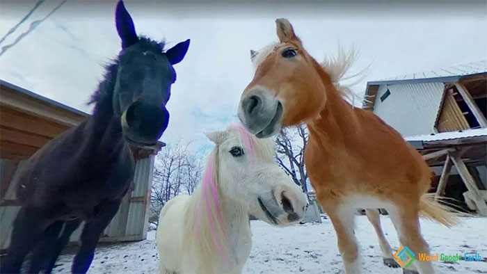 Three horses posing closely for a funny and amusing moment captured by Google Maps in a snowy farm setting.