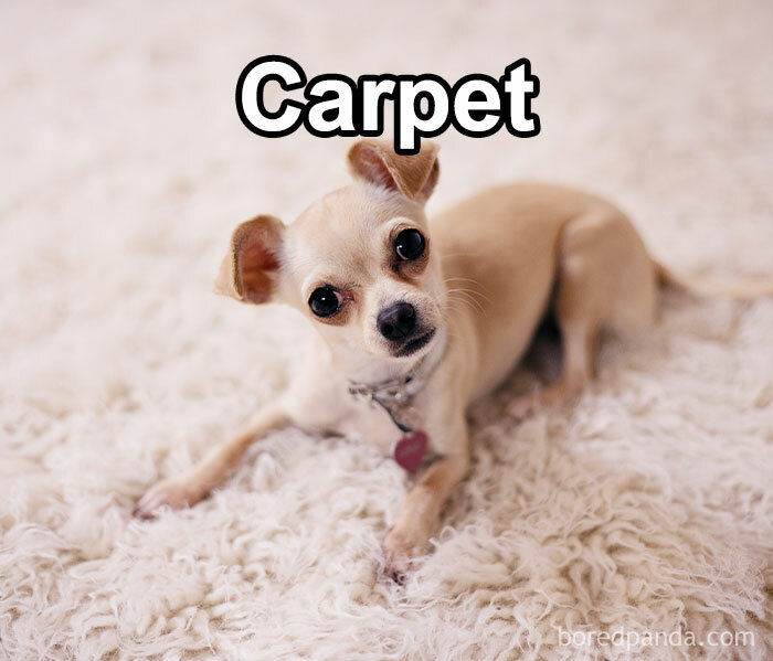 Funny-Weird-Pet-Names