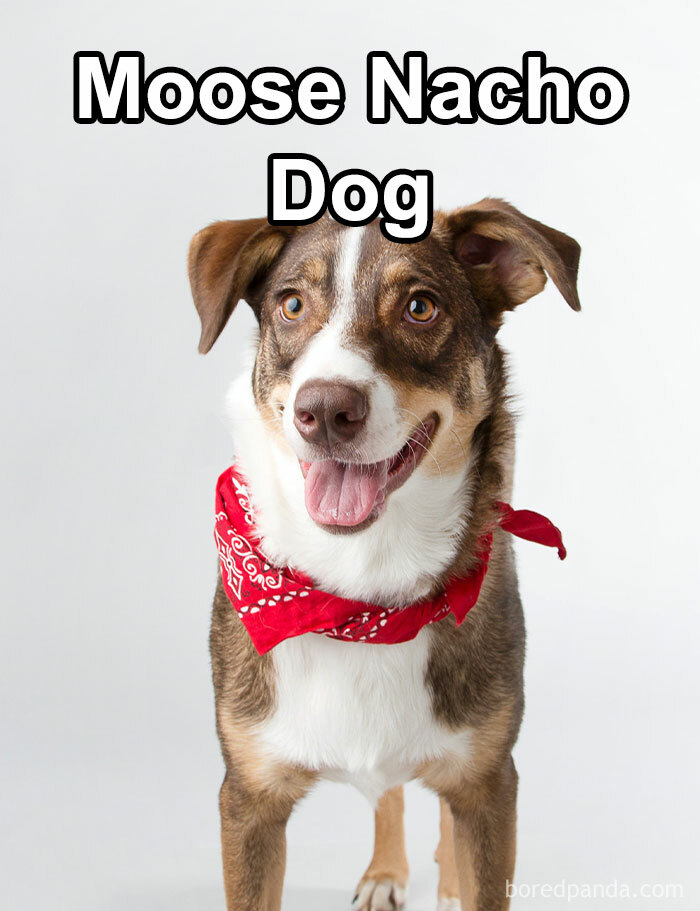 Funny-Weird-Pet-Names