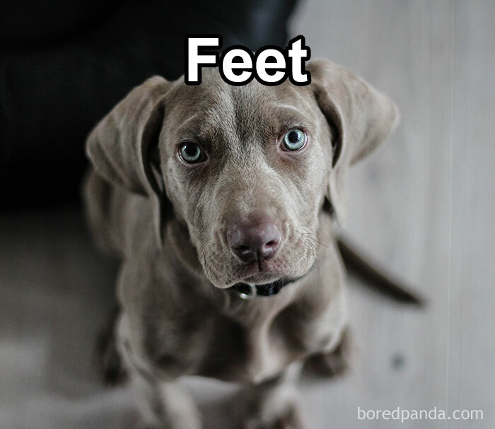 Funny-Weird-Pet-Names