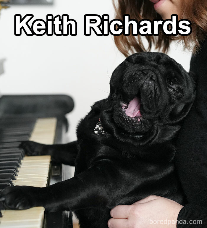 Funny-Weird-Pet-Names