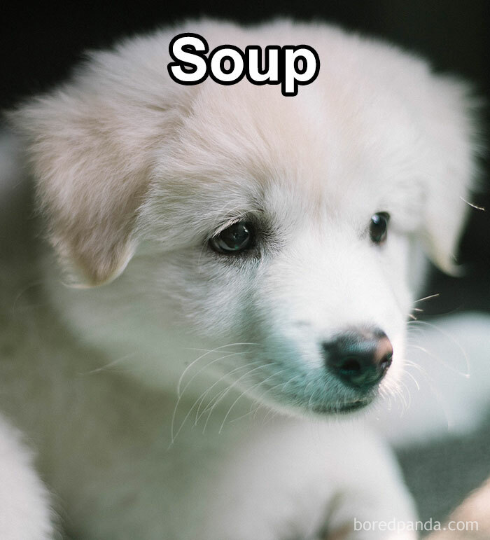 Funny-Weird-Pet-Names