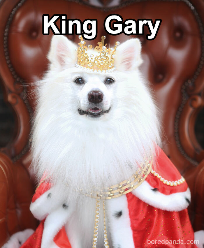 Funny-Weird-Pet-Names