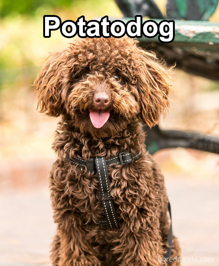 Funny-Weird-Pet-Names