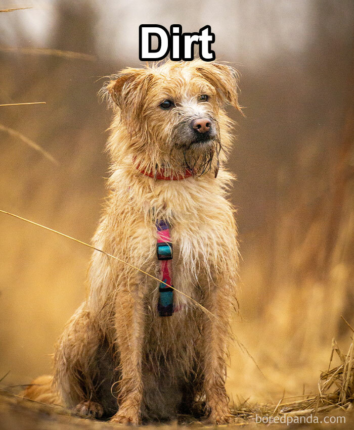 Funny-Weird-Pet-Names