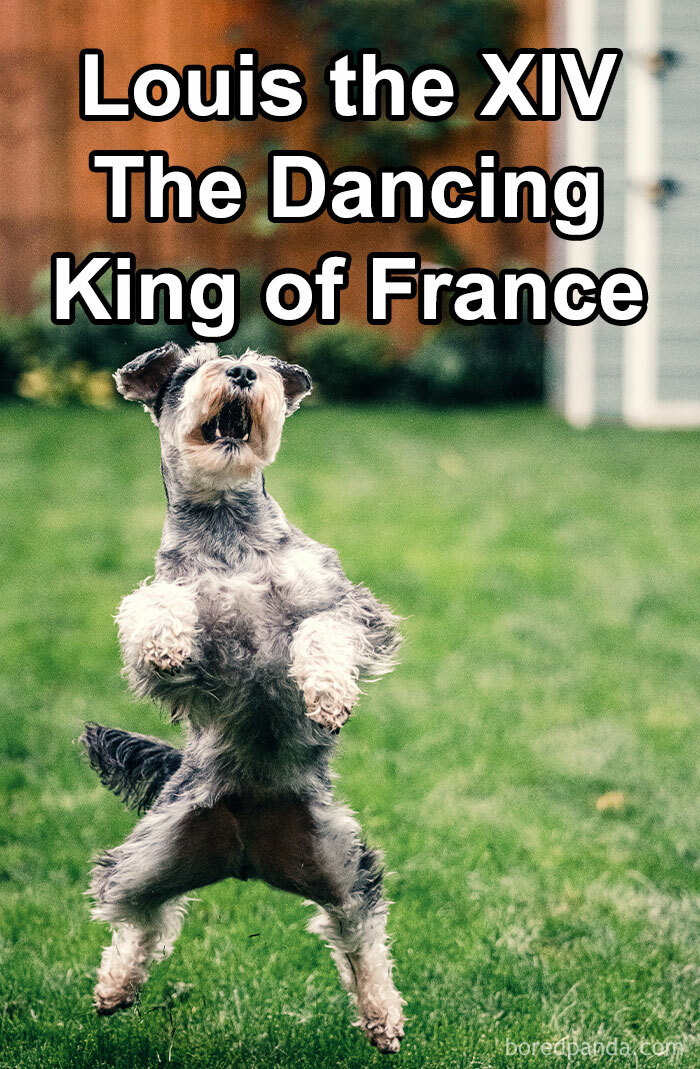 Funny-Weird-Pet-Names