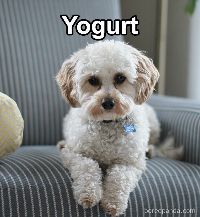 Funny-Weird-Pet-Names