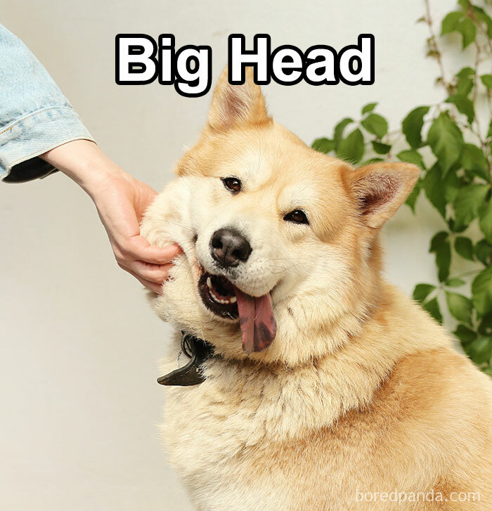 Funny-Weird-Pet-Names