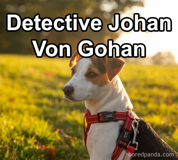 Funny-Weird-Pet-Names