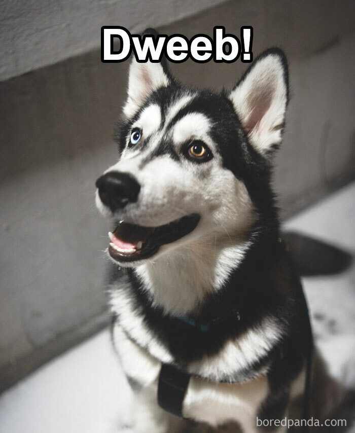 Funny-Weird-Pet-Names