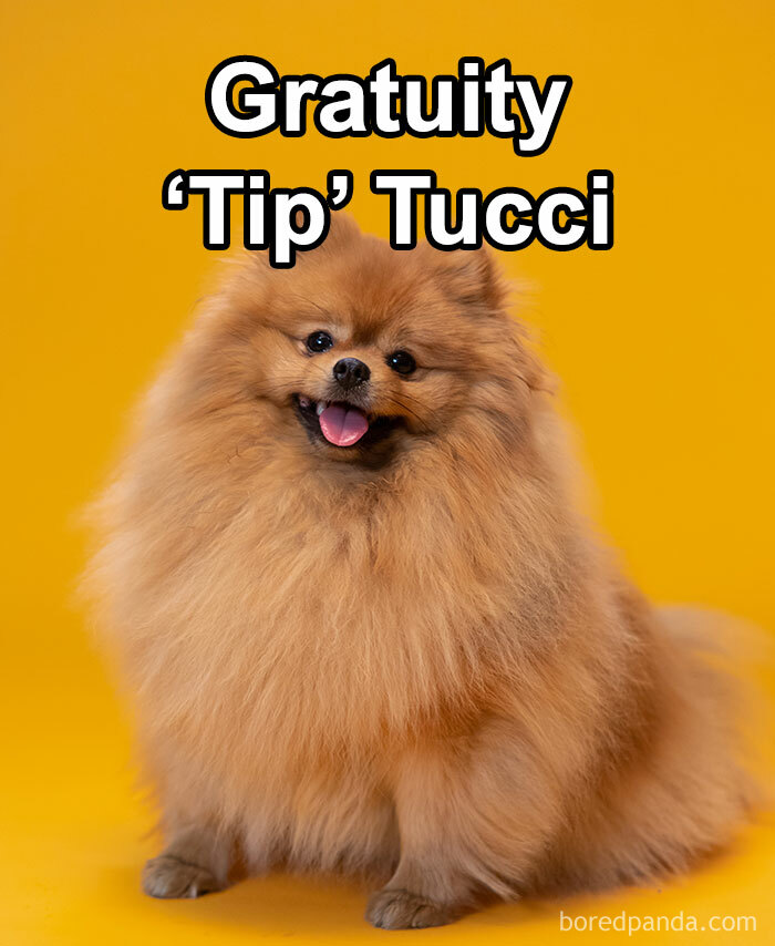 Funny-Weird-Pet-Names