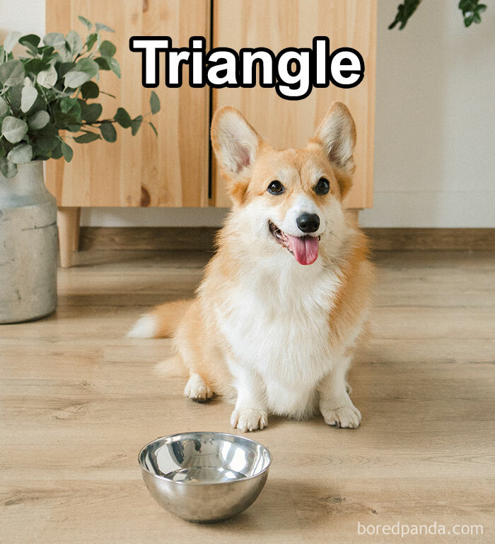 Funny-Weird-Pet-Names