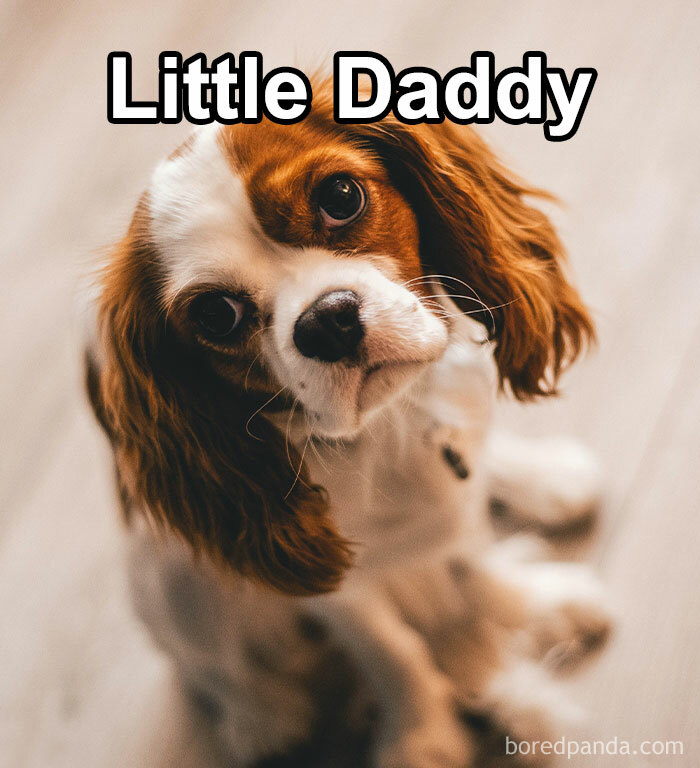 Funny-Weird-Pet-Names