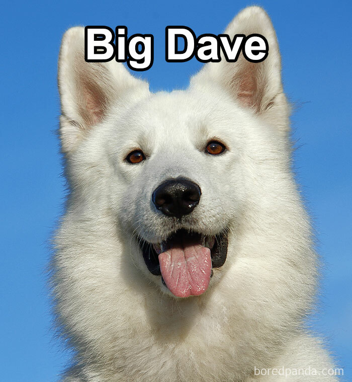 Funny-Weird-Pet-Names