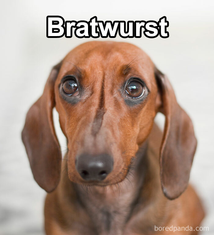 Funny-Weird-Pet-Names