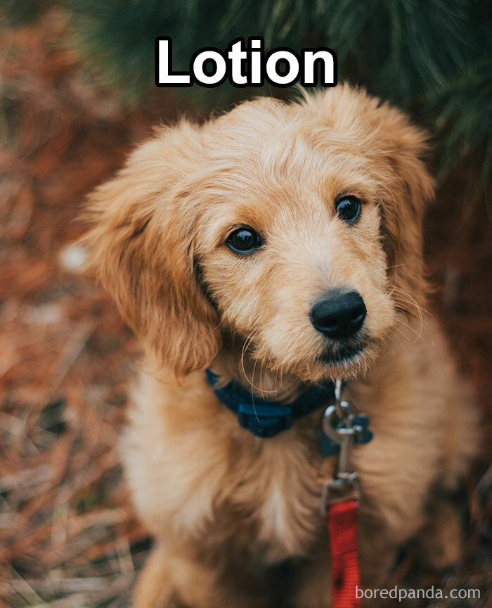 Funny-Weird-Pet-Names