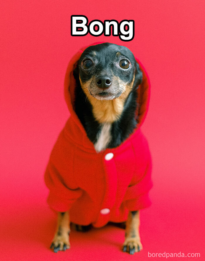Funny-Weird-Pet-Names