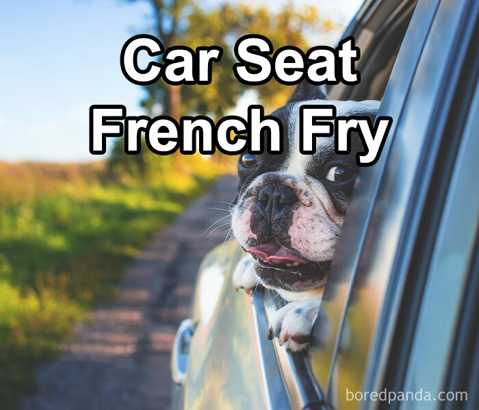 Funny-Weird-Pet-Names