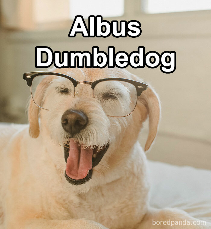 Funny-Weird-Pet-Names