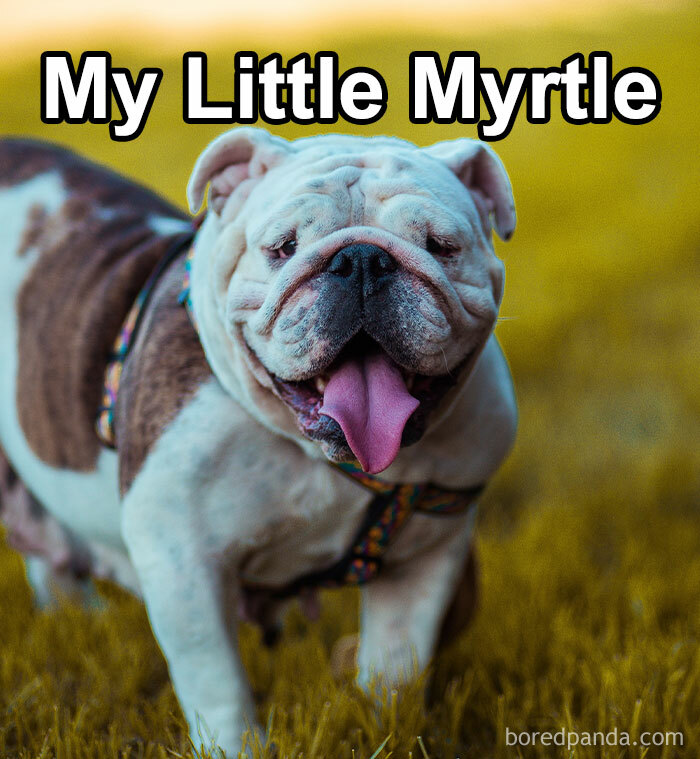 Funny-Weird-Pet-Names