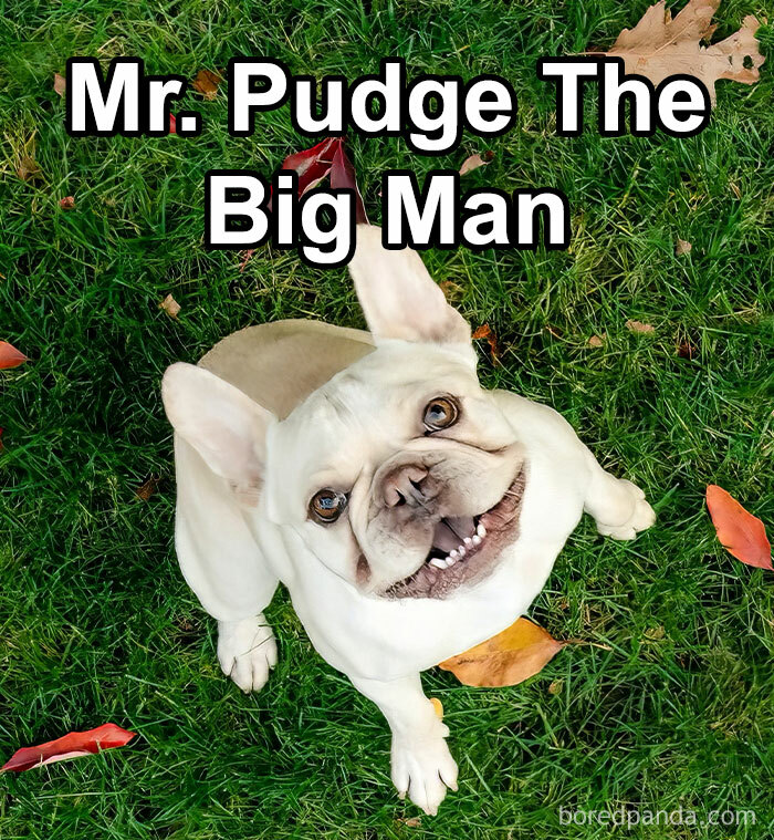 Funny-Weird-Pet-Names