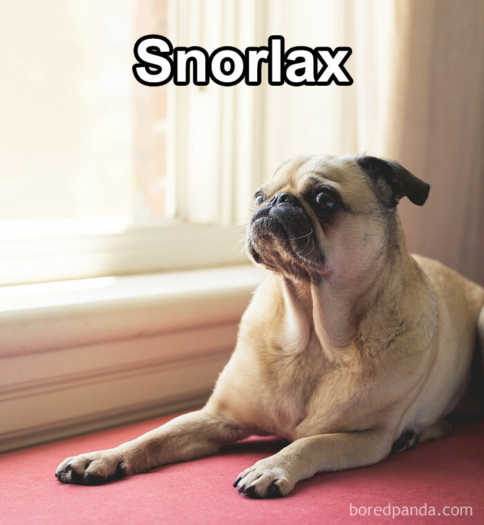 Funny-Weird-Pet-Names