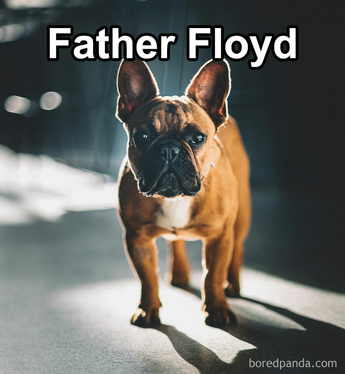 Funny-Weird-Pet-Names