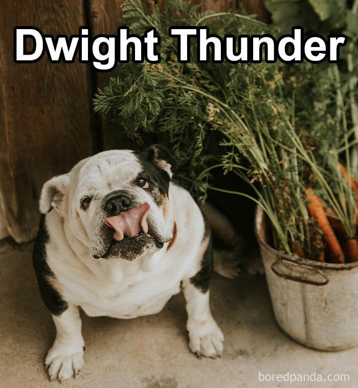 Funny-Weird-Pet-Names