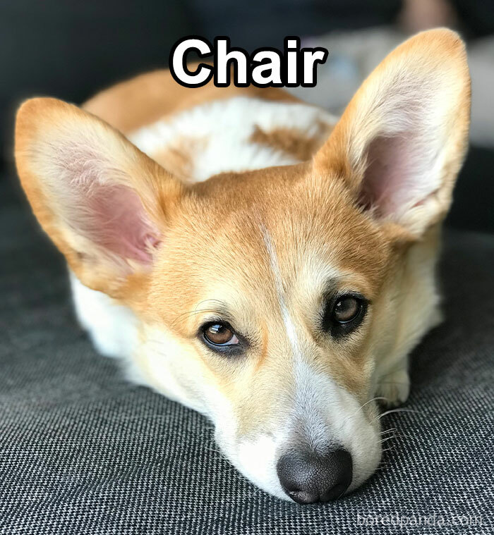 Funny-Weird-Pet-Names