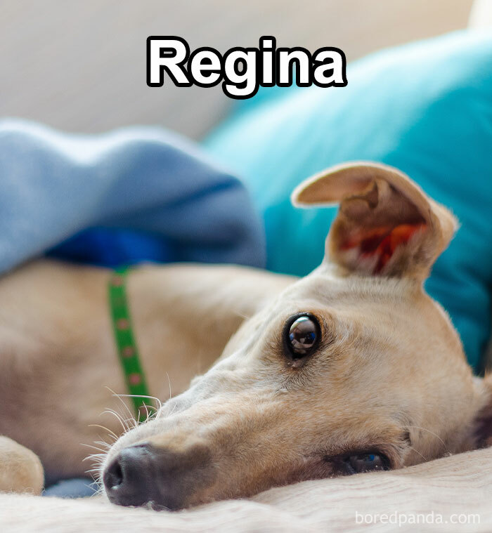 Funny-Weird-Pet-Names