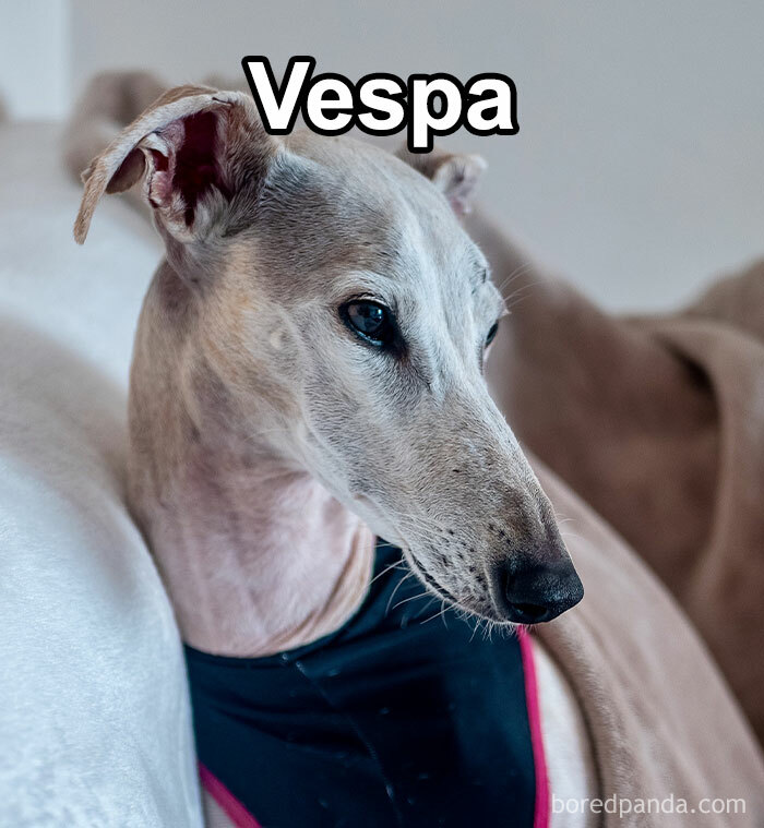 Funny-Weird-Pet-Names