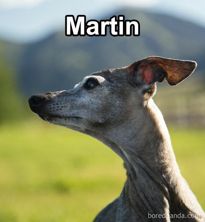 Funny-Weird-Pet-Names