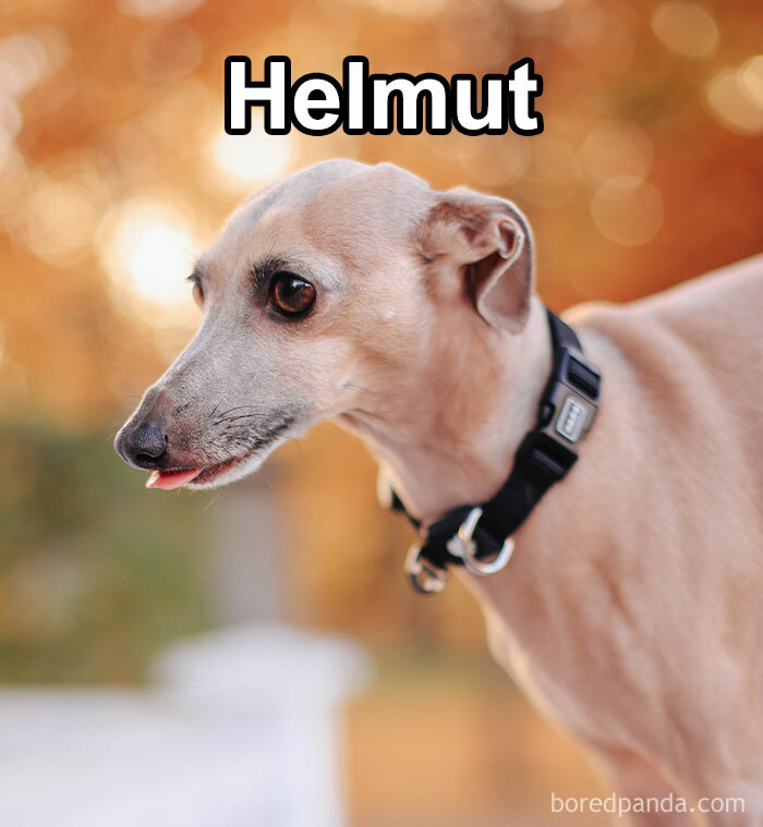 Funny-Weird-Pet-Names