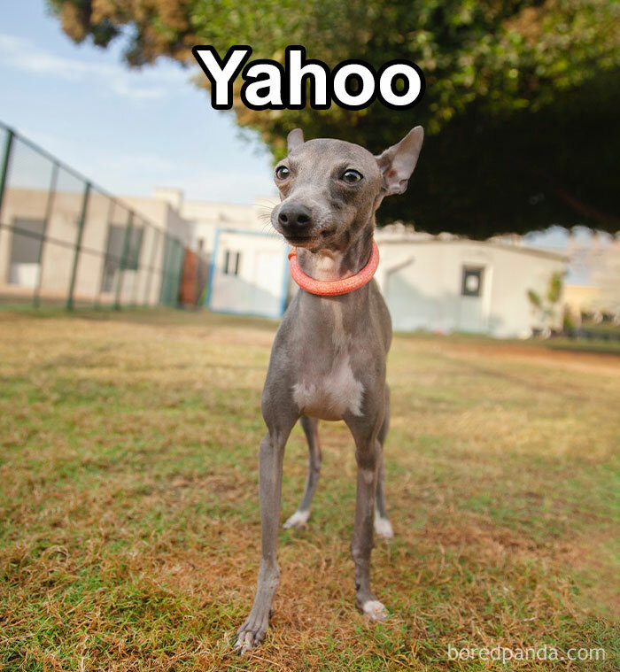 Funny-Weird-Pet-Names