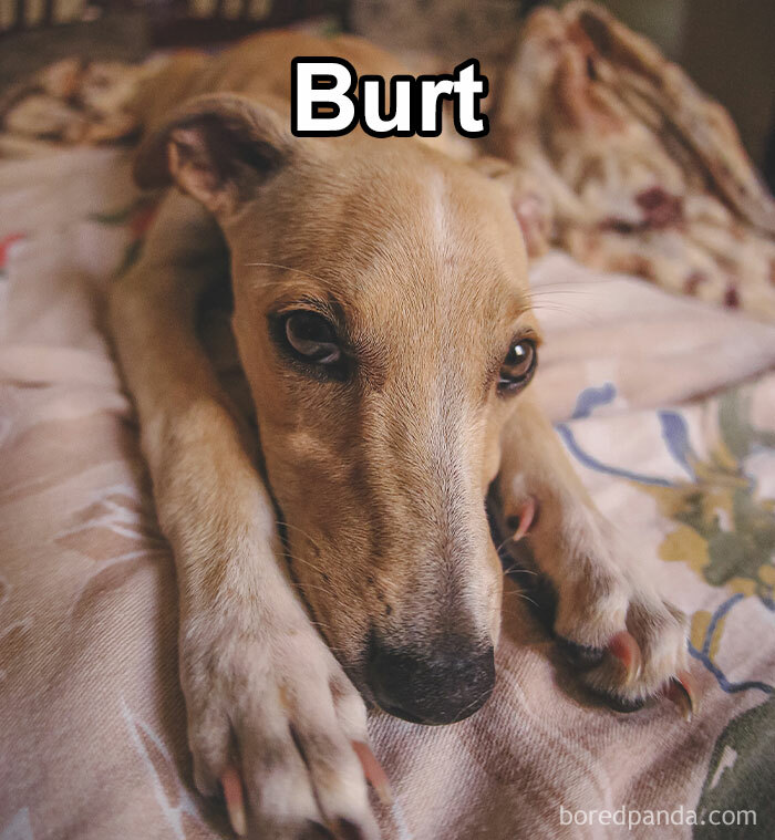 Funny-Weird-Pet-Names