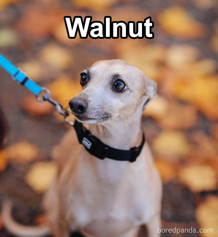 Funny-Weird-Pet-Names