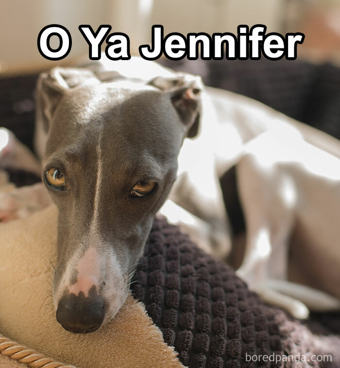 Funny-Weird-Pet-Names