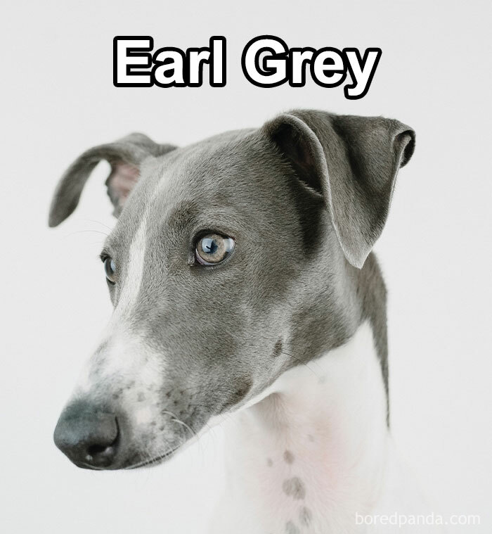 Funny-Weird-Pet-Names