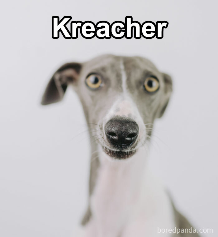 Funny-Weird-Pet-Names