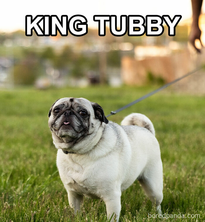 Funny-Weird-Pet-Names