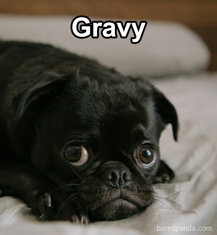 Funny-Weird-Pet-Names