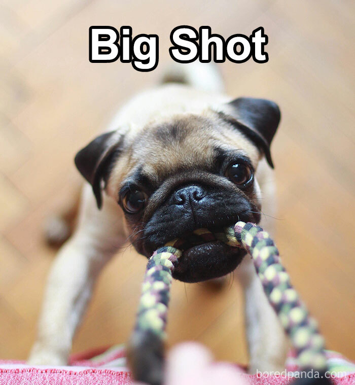 Funny-Weird-Pet-Names