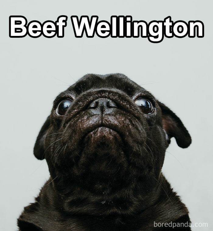 Funny-Weird-Pet-Names