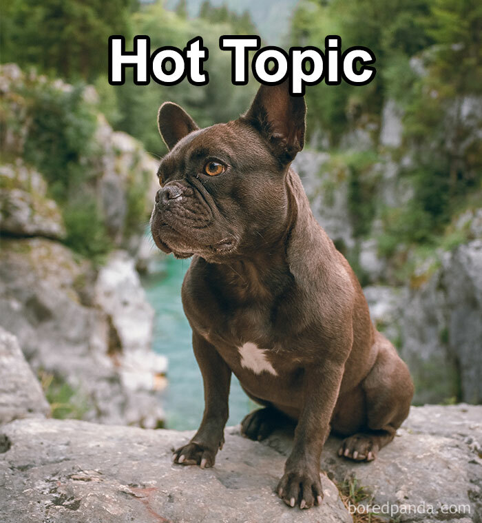 Funny-Weird-Pet-Names