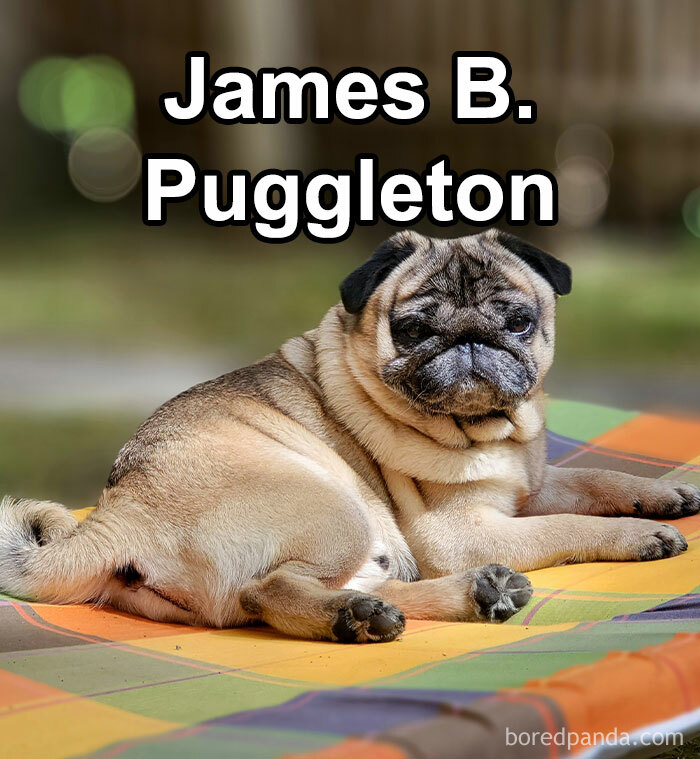Funny-Weird-Pet-Names