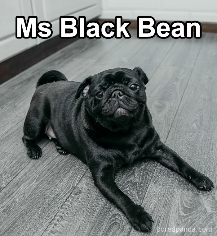 Funny-Weird-Pet-Names